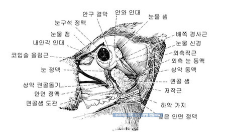 [그림1] 안면부 해부도. 권골궁은 제거된 상태이다. 안구 아래 외측으로 권골샘의 위치를 확인할 수 있다. 권골샘은 권골궁 바로 아래 위치한다.