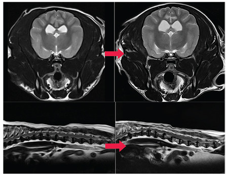 △AI Software 도입 전, 후 영상 품질 개선 비교.<br>