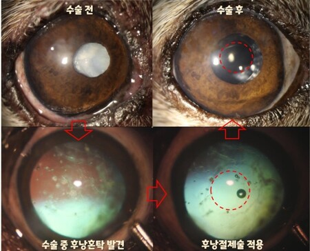 15살 믹스견 후낭절제술 적용.